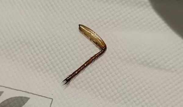 ▲網友指在酒店Buffet餐點中吃到疑似蟑螂腳的異物，向業者反映卻被回應是「蝦子腳」，引發爭議。（圖／翻攝自/threads/ @lexi1031_）