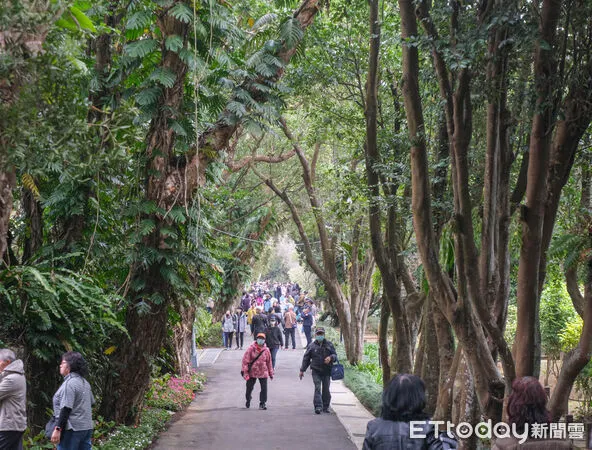 ▲台北茶花展今（16日）起在花卉試驗中心開幕，連同鬱金香、梅花、寒櫻都盛開。（圖／記者彭懷玉攝）