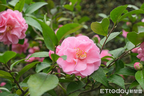 ▲台北茶花展今（16日）起在花卉試驗中心開幕，連同鬱金香、梅花、寒櫻都盛開。（圖／記者彭懷玉攝）