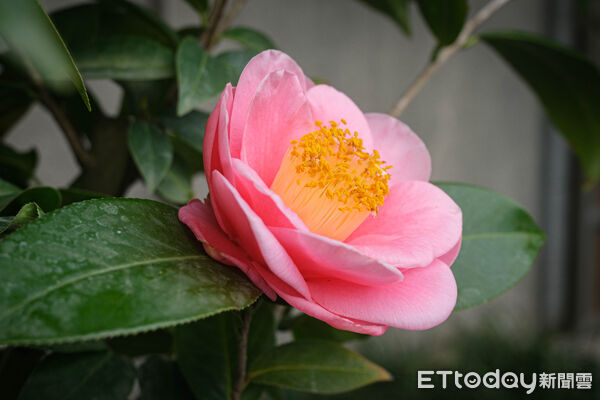 ▲台北茶花展今（16日）起在花卉試驗中心開幕，連同鬱金香、梅花、寒櫻都盛開。（圖／記者彭懷玉攝）