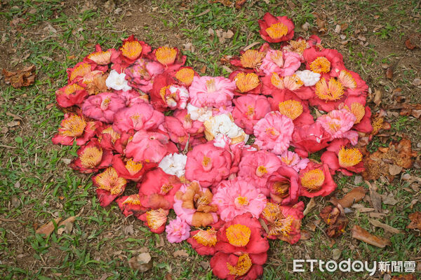 ▲台北茶花展今（16日）起在花卉試驗中心開幕，連同鬱金香、梅花、寒櫻都盛開。（圖／記者彭懷玉攝）