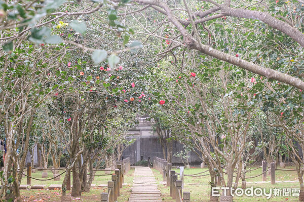 ▲台北茶花展今（16日）起在花卉試驗中心開幕，連同鬱金香、梅花、寒櫻都盛開。（圖／記者彭懷玉攝）