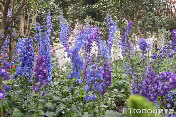 ▲台北茶花展今（16日）起在花卉試驗中心開幕，連同鬱金香、梅花、寒櫻都盛開。（圖／記者彭懷玉攝）