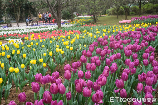 ▲台北茶花展今（16日）起在花卉試驗中心開幕，連同鬱金香、梅花、寒櫻都盛開。（圖／記者彭懷玉攝）