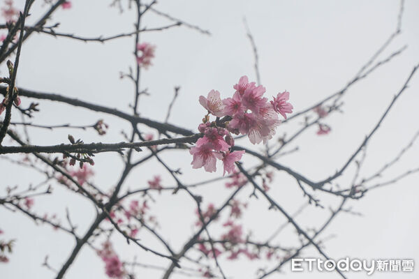 ▲台北茶花展今（16日）起在花卉試驗中心開幕，連同鬱金香、梅花、寒櫻都盛開。（圖／記者彭懷玉攝）