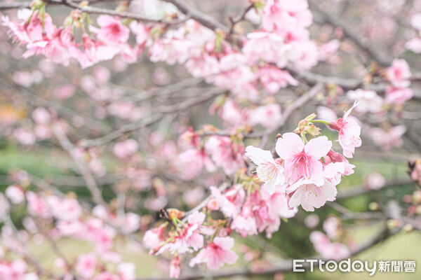 ▲台北茶花展今（16日）起在花卉試驗中心開幕，連同鬱金香、梅花、寒櫻都盛開。（圖／記者彭懷玉攝）