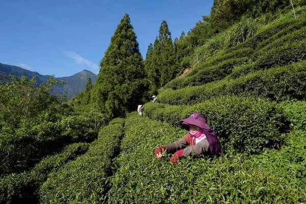 ▲「土壤碳匯」為氣候解方關鍵之一，台灣農業正式跨出制度化的一步。（圖／新生永續顧問提供）