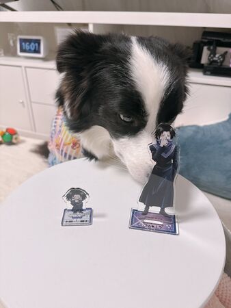 ▲。（圖／翻攝自X／@gisemitty）