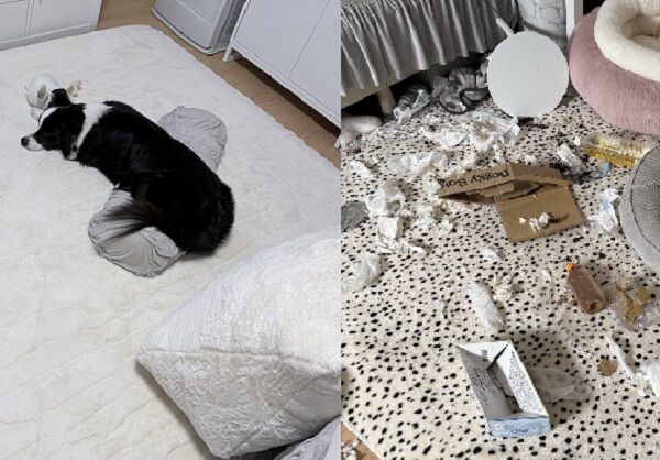 ▲。（圖／翻攝自X／@gisemitty）