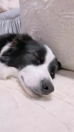 ▲。（圖／翻攝自X／@gisemitty）