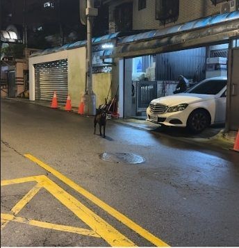 ▲門沒關！黃狗衝出咬傷路人　北市動保：該戶曾因未繫繩被處罰鍰。（圖／臺北市動物保護處提供。）