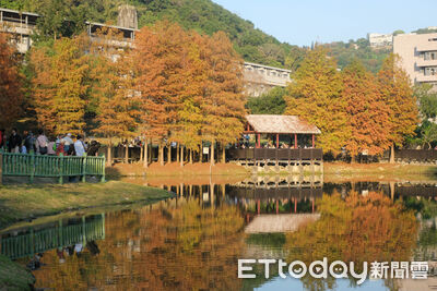 故宮旁「湖畔落羽松」如走進油畫