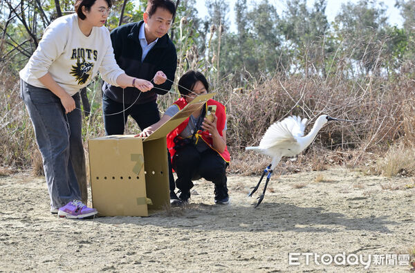 ▲▼   黑面琵鷺中毒獲救，嘉義縣跨單位救傷治療完成野放   。（圖／嘉義縣政府提供）