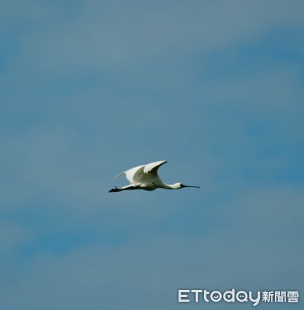 ▲▼   黑面琵鷺中毒獲救，嘉義縣跨單位救傷治療完成野放   。（圖／嘉義縣政府提供）