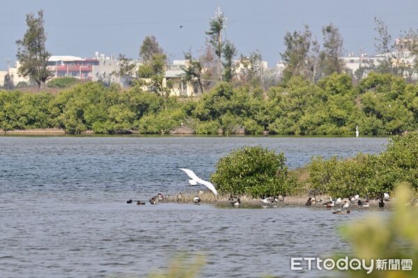 ▲▼   黑面琵鷺中毒獲救，嘉義縣跨單位救傷治療完成野放   。（圖／嘉義縣政府提供）