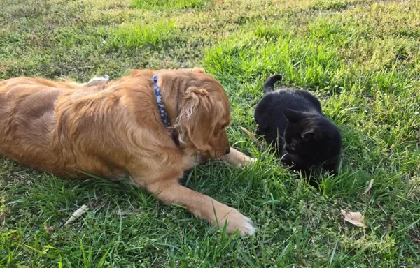 每天努力靠近！超暖阿金「自己收編害羞浪貓」　放閃照萌翻網。（圖／翻攝自Reddit）