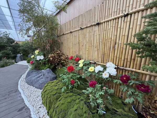 ▲苗栗卓蘭花露農場今（16日）起迎來牡丹花展，最佳賞花期預計到2月6日。（圖／業者提供）