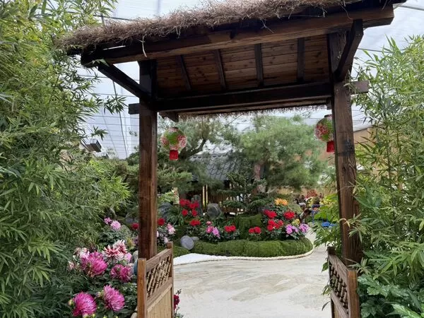 ▲苗栗卓蘭花露農場今（16日）起迎來牡丹花展，最佳賞花期預計到2月6日。（圖／業者提供）