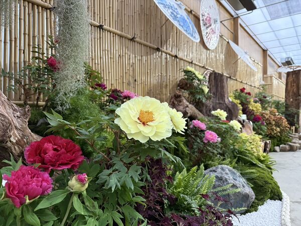 ▲苗栗卓蘭花露農場今（16日）起迎來牡丹花展，最佳賞花期預計到2月6日。（圖／業者提供）