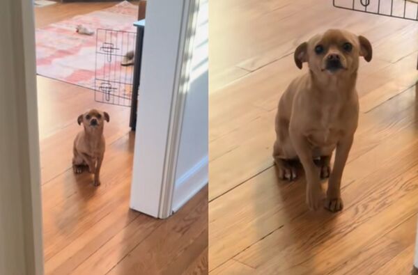 昏睡12小時　女醒來見吉娃娃「悲傷臉守門」網鼻酸：以為你消失。（圖／翻攝自TikTok／merandpickle）