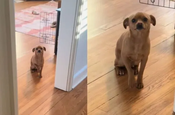 昏睡12小時　女醒來見吉娃娃「悲傷臉守門」網鼻酸：以為你消失。（圖／翻攝自TikTok／merandpickle）