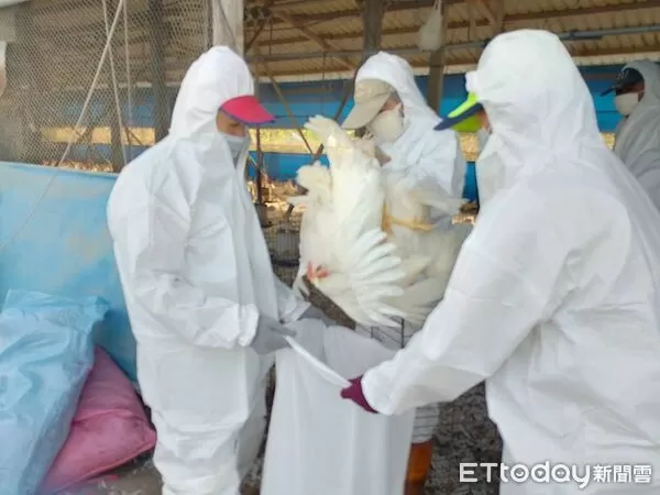 ▲高樹鄉蛋中雞場確診感染H5N1禽流感進行撲殺。（圖／記者陳崑福翻攝）