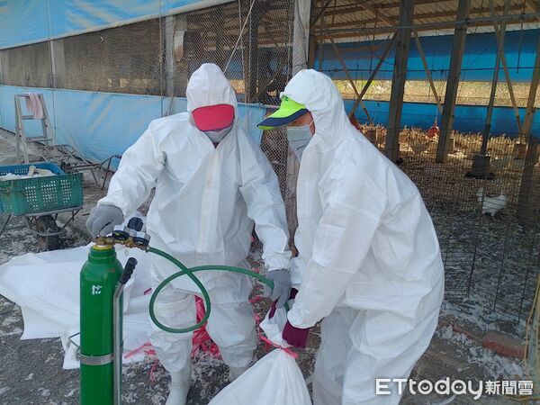 ▲高樹鄉蛋中雞場確診感染H5N1禽流感進行撲殺。（圖／記者陳崑福翻攝）
