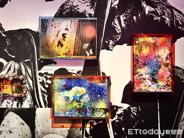 ▲▼《蜷川實花展 with EiM：彼岸之光，此岸之影》將於1月17日至4月19日在台北華山展出。（圖／記者林育綾攝）