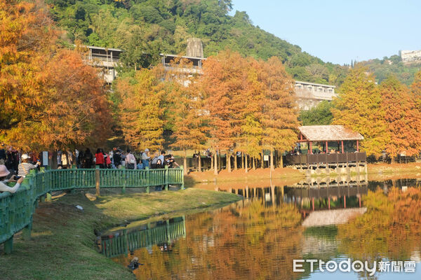▲故宮旁的「原住民文化主題公園」就有絕美落羽松。（圖／記者彭懷玉攝）