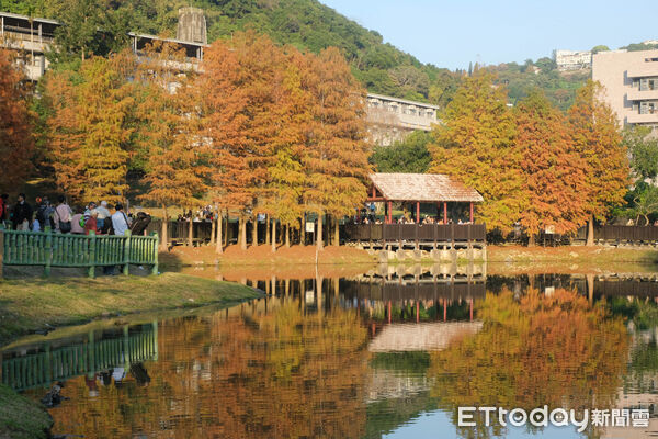 ▲故宮旁的「原住民文化主題公園」就有絕美落羽松。（圖／記者彭懷玉攝）