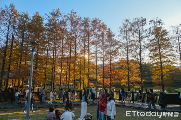 ▲故宮旁的「原住民文化主題公園」就有絕美落羽松。（圖／記者彭懷玉攝）