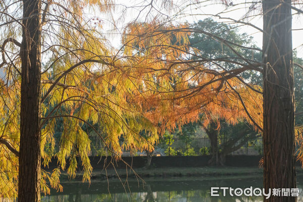 ▲故宮旁的「原住民文化主題公園」就有絕美落羽松。（圖／記者彭懷玉攝）