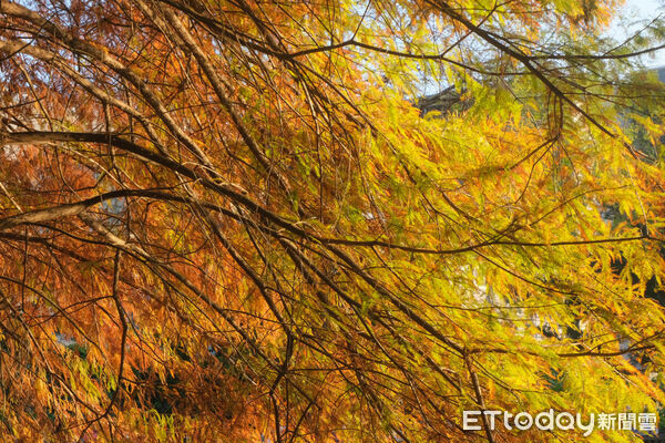 ▲故宮旁的「原住民文化主題公園」就有絕美落羽松。（圖／記者彭懷玉攝）