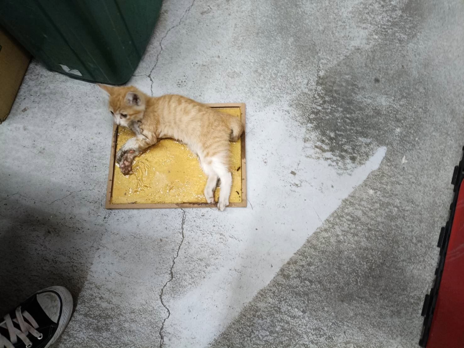 ▲捕鼠高手「保育類猛禽」看準獵物卻受困陽台　原因竟是「黏鼠板」。（圖／新北市政府動物保護防疫處提供）