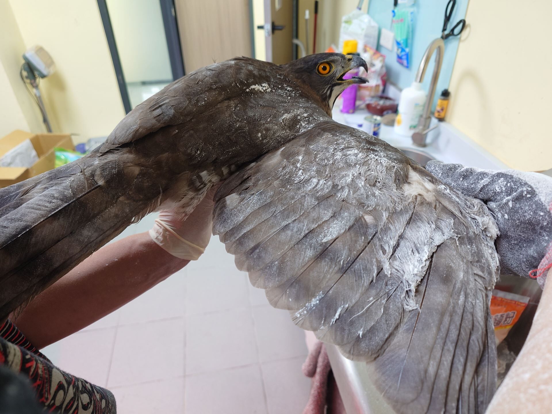 ▲捕鼠高手「保育類猛禽」看準獵物卻受困陽台　原因竟是「黏鼠板」。（圖／新北市政府動物保護防疫處提供）