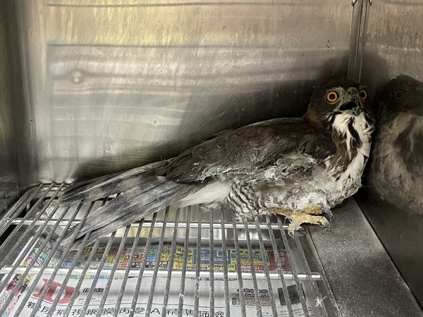 ▲捕鼠高手「保育類猛禽」看準獵物卻受困陽台　原因竟是「黏鼠板」。（圖／新北市政府動物保護防疫處提供）