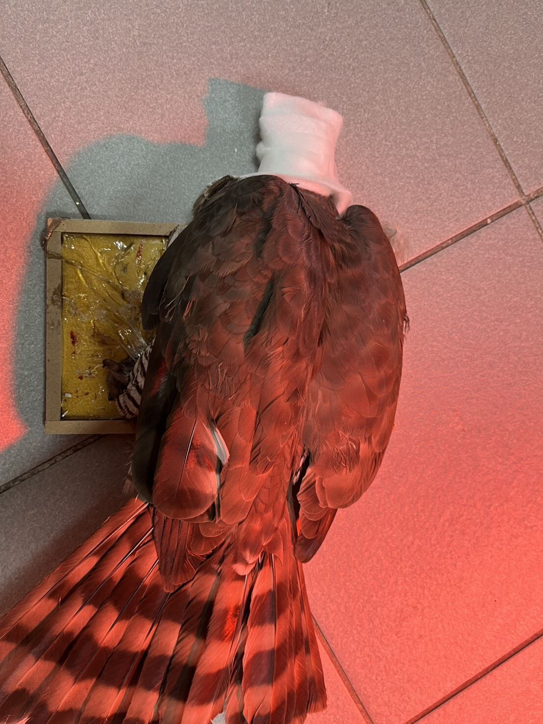 ▲捕鼠高手「保育類猛禽」看準獵物卻受困陽台　原因竟是「黏鼠板」。（圖／新北市政府動物保護防疫處提供）