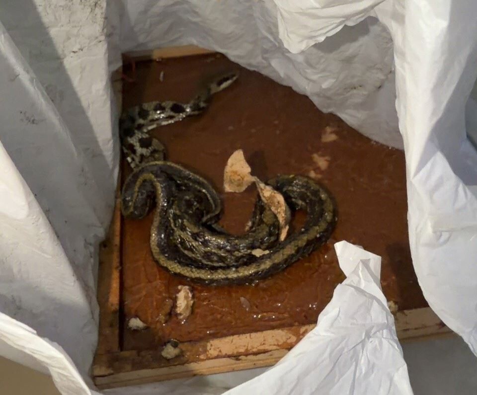 ▲捕鼠高手「保育類猛禽」看準獵物卻受困陽台　原因竟是「黏鼠板」。（圖／新北市政府動物保護防疫處提供）