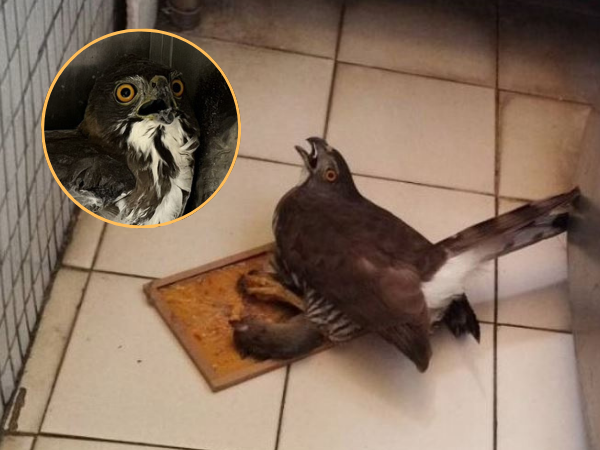 ▲捕鼠高手「保育類猛禽」看準獵物卻受困陽台　原因竟是「黏鼠板」。（圖／新北市政府動物保護防疫處提供）