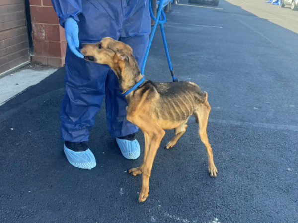 ▲米克斯犬瘦成「行走的骷髏」僅12公斤　幾乎病危！現被愛滋養重生。（圖／翻攝自Facebook／Pennsylvania SPCA）