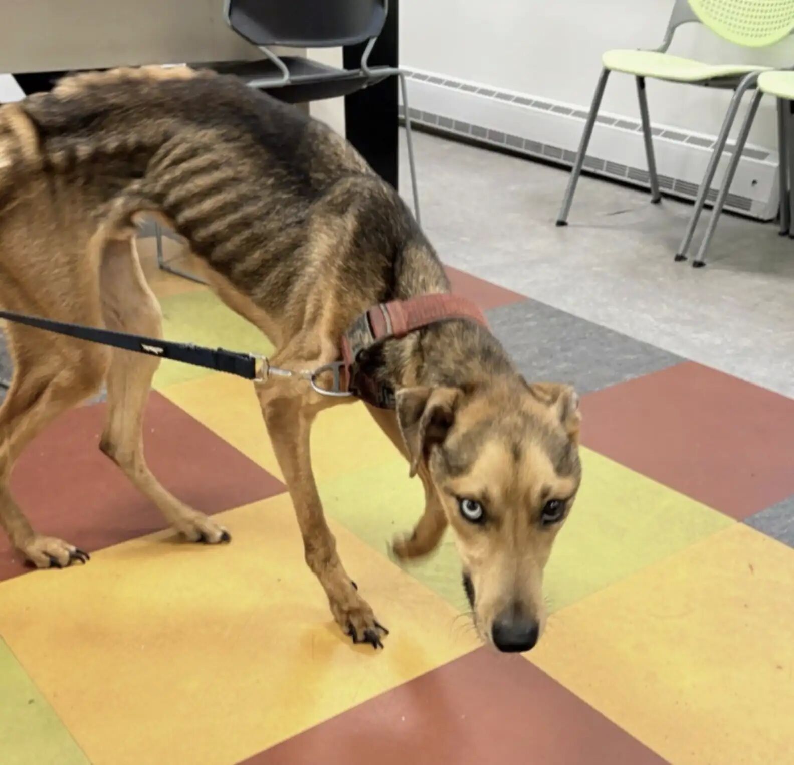 ▲米克斯犬瘦成「行走的骷髏」僅12公斤　幾乎病危！現被愛滋養重生。（圖／翻攝自Facebook／Pennsylvania SPCA）