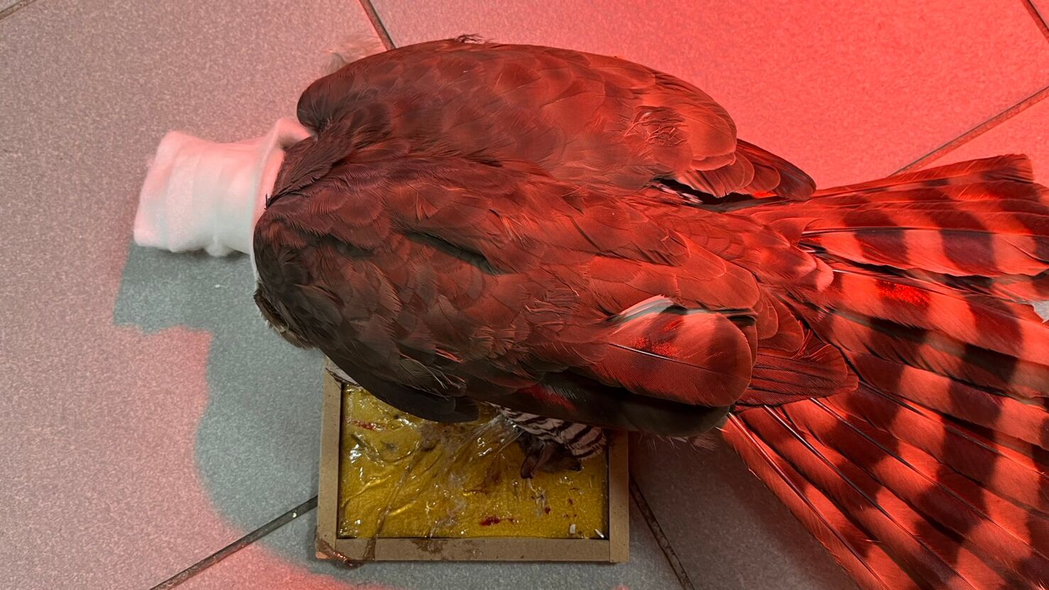 ▲中和驚見鳳頭蒼鷹誤陷黏鼠板。（圖／新北市動保處提供）