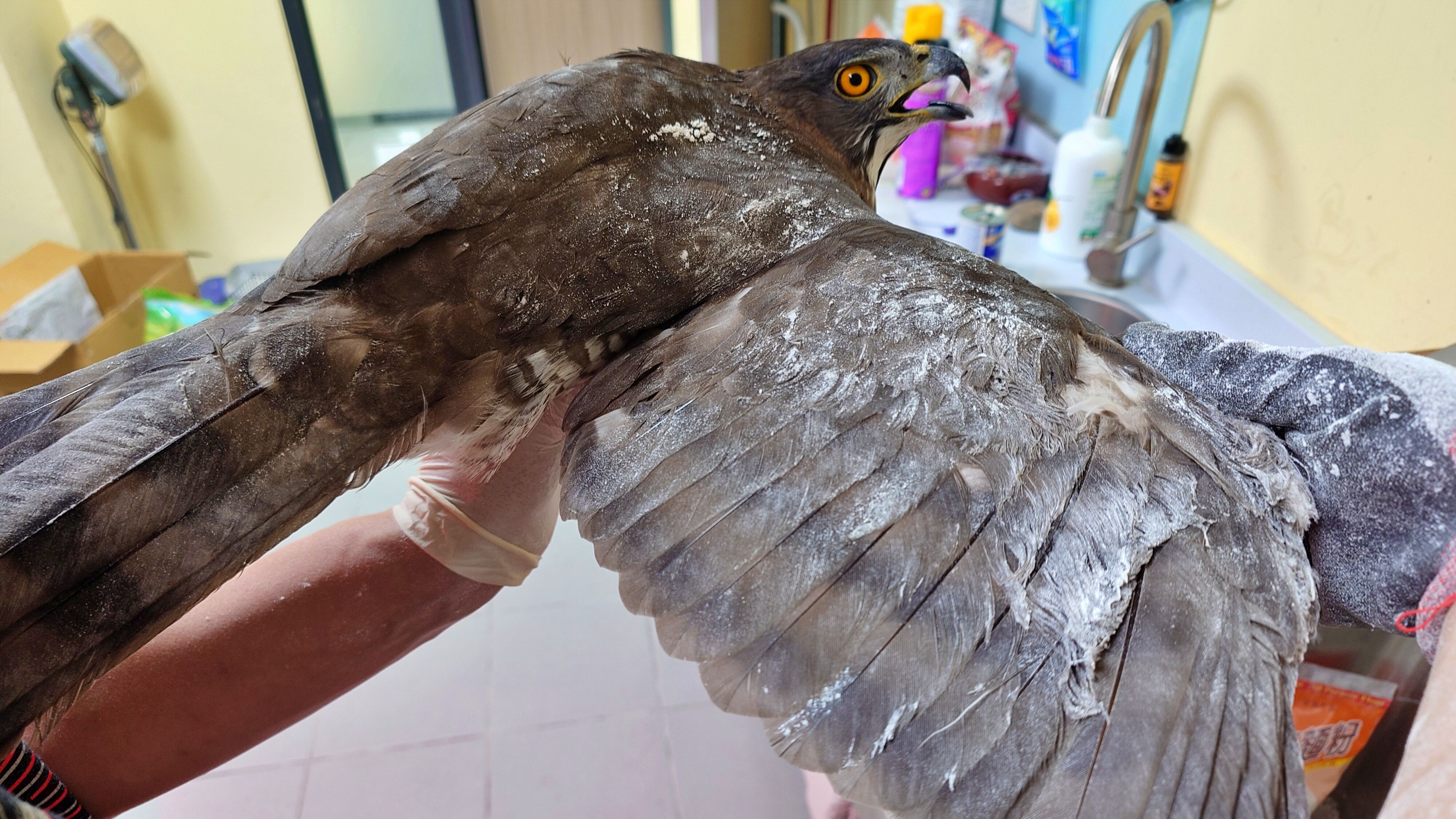 ▲中和驚見鳳頭蒼鷹誤陷黏鼠板。（圖／新北市動保處提供）