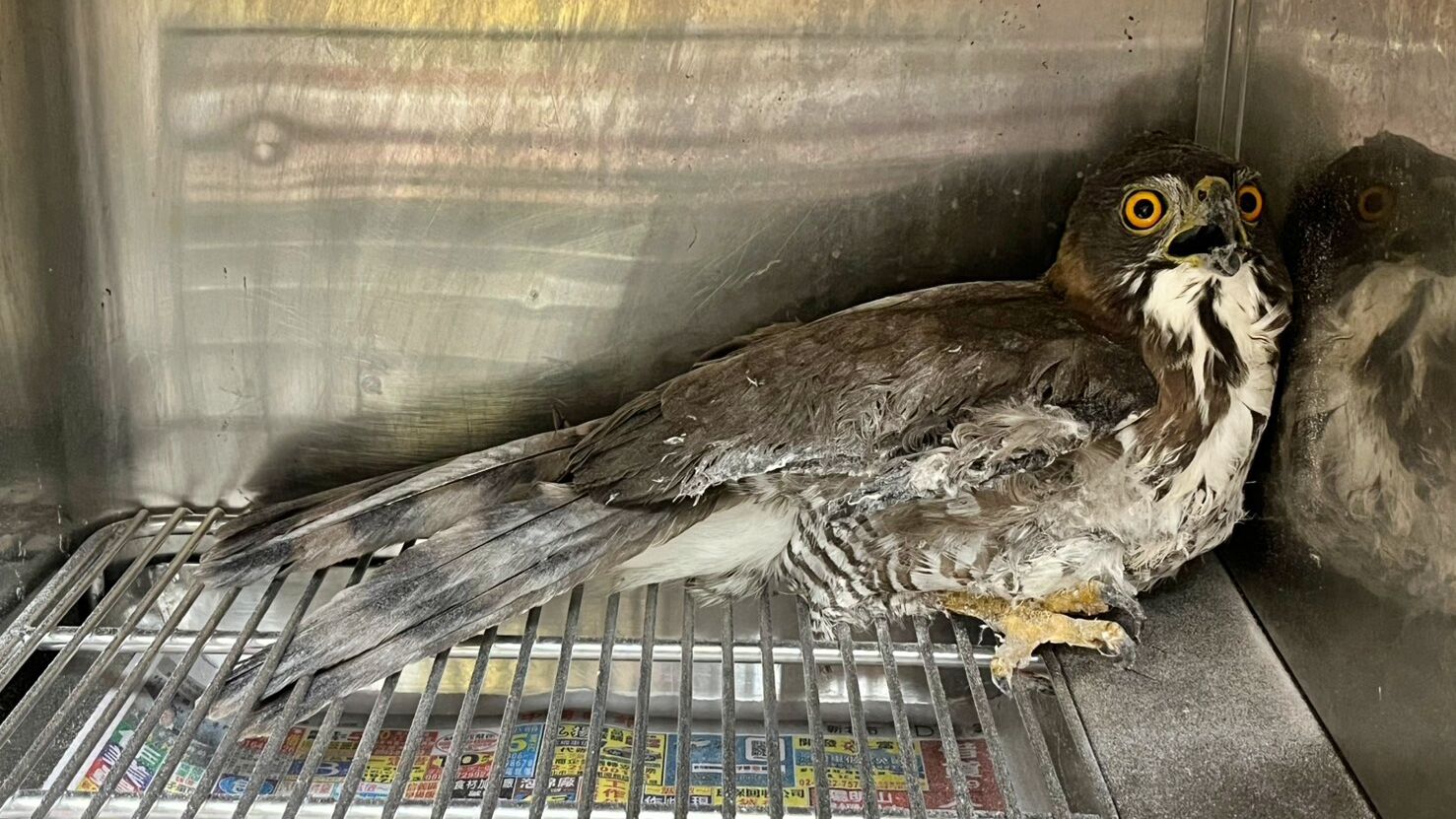 ▲中和驚見鳳頭蒼鷹誤陷黏鼠板。（圖／新北市動保處提供）