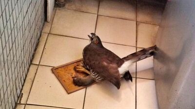 中和驚見鳳頭蒼鷹誤陷黏鼠板　新北動保處即刻送醫復健