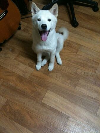 ▲▼李孝利,李尚順,IU,孝利家民宿,Guana。（圖／翻攝自Instagram／sangsoonsangsoon）