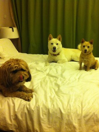 ▲▼李孝利,李尚順,IU,孝利家民宿,Guana。（圖／翻攝自Instagram／sangsoonsangsoon）