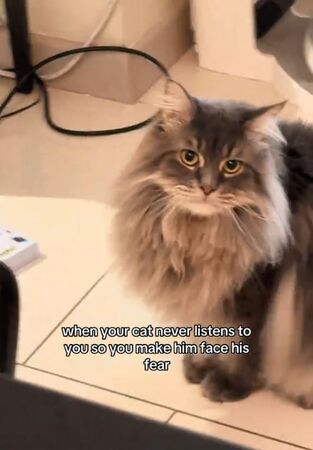 ▲。（圖／翻攝自TikTok／@remyandnala）