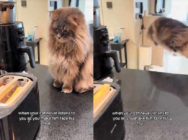 ▲。（圖／翻攝自TikTok／@remyandnala）