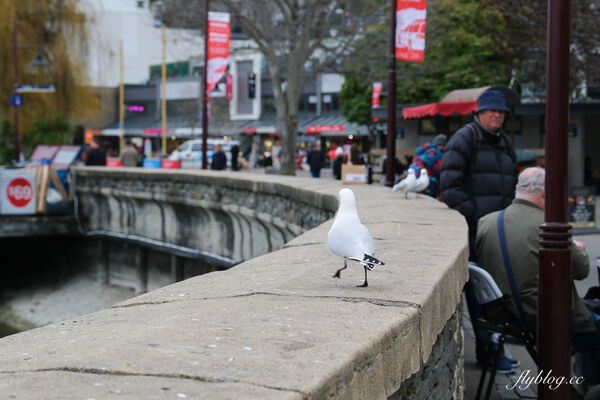 ▲▼紐西蘭南島TSS恩斯羅號蒸汽船遊船。（圖／部落客飛天璇提供）